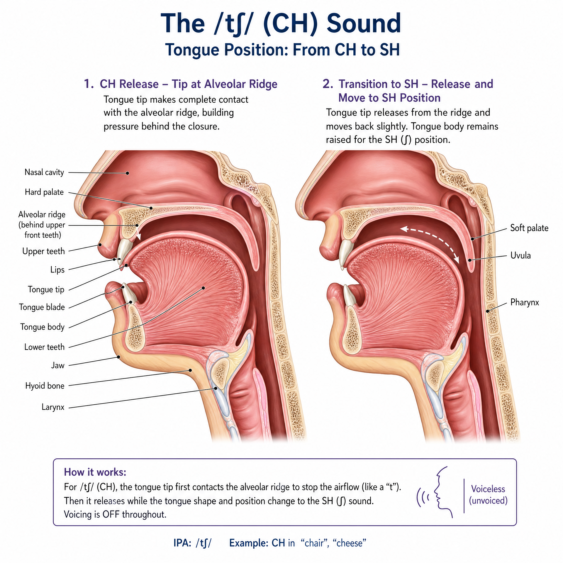 CH Tongue Position