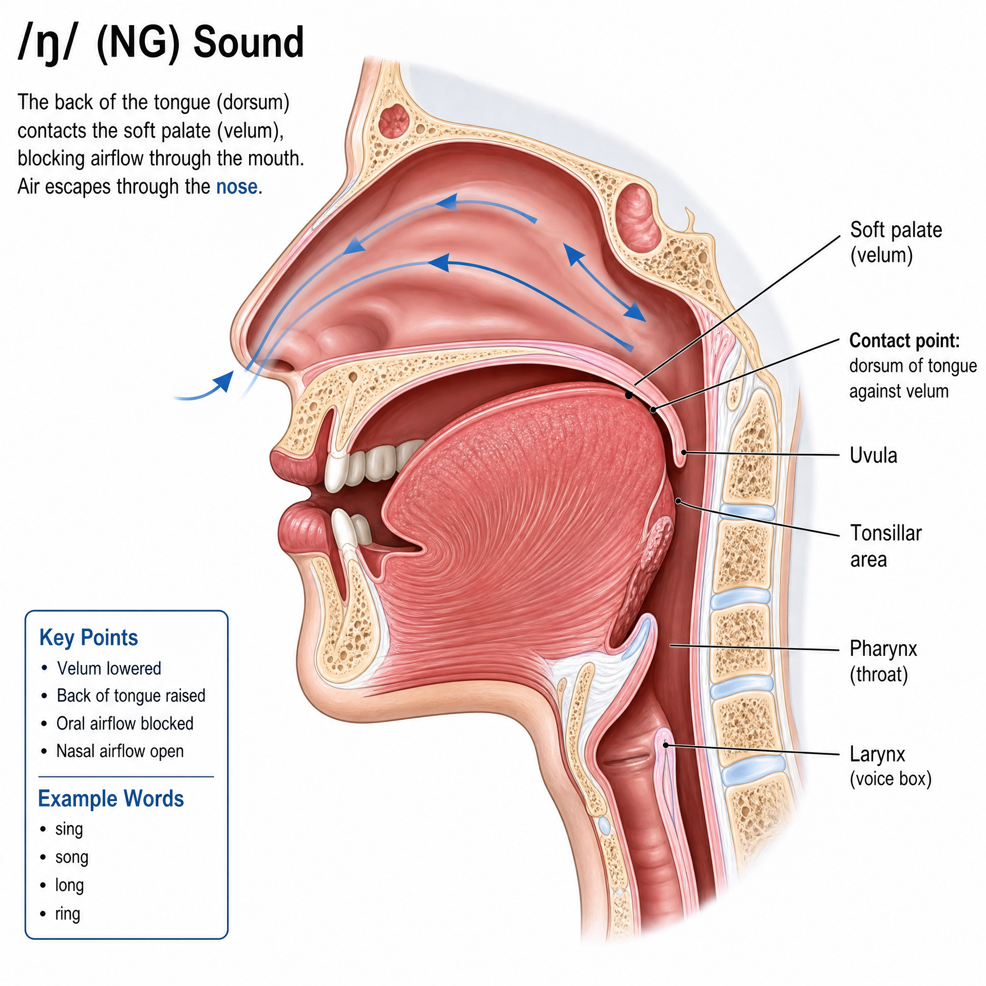 NG Tongue Position